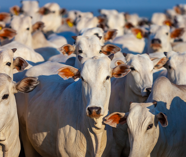 Proteína Animal